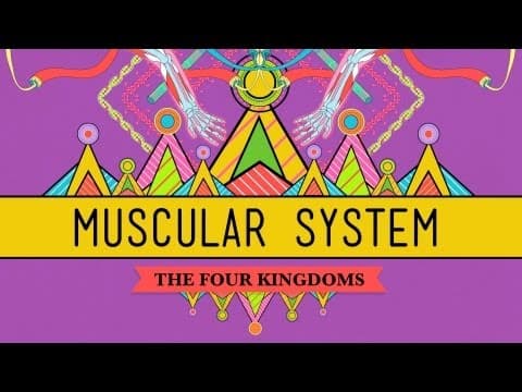 Muscular System Video
