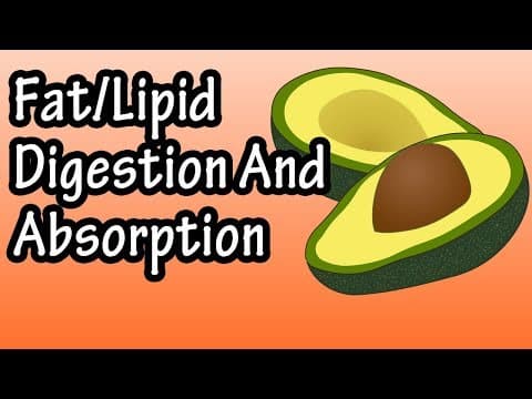 Fat Lipid Digestion And Absorption - How Are Fats Lipids Digested And Absorbed