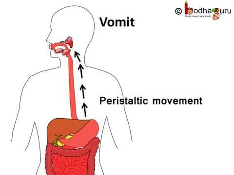 पोषण – Part 6 –अपच या बदहजमी Digestion - Indigestion in Human – Hindi