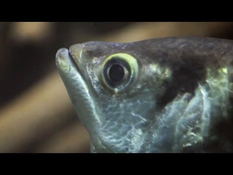 Which Animal Is The Best Shot