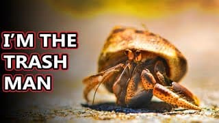 Hermit Crab facts| what's under the shell