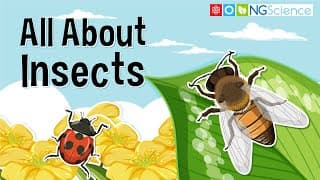 All You Need to Know About Insects