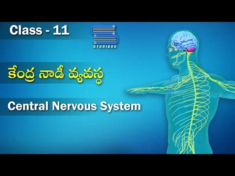 కేంద్ర నాడీ వ్యవస్థ – Central Nervous System | Biology Telugu
