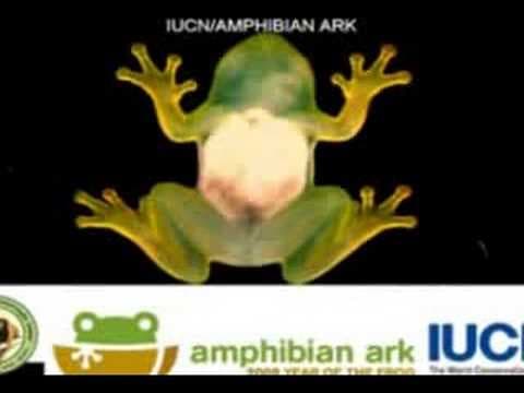 2008 The Year of the Frog - YouTube