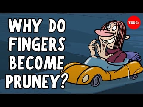 Why do fingers become pruney? - Mark Changizi -
