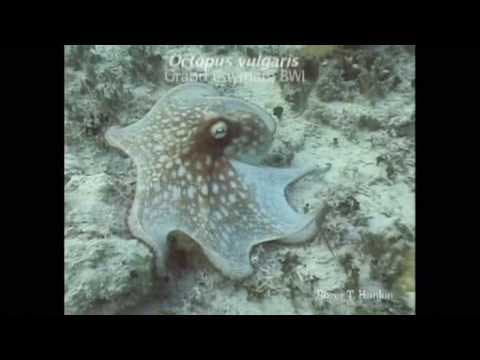Underwater Creature camouflage