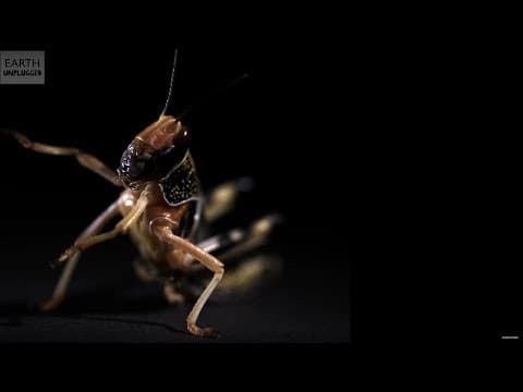Epic Catapulting Locust In Slow Motion - Earth Unplugged