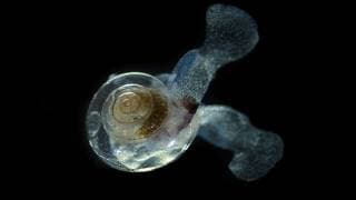 Facts | The Sea Butterfly