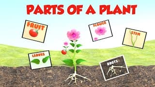 Parts of a Plant|Plant parts for Kids|Learn Parts of a Plant|Plant parts for Kindergarten