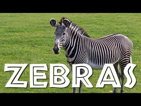 Zebras for kids learn all about zebras