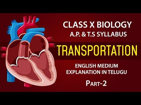 Transportation | Human Heart | biology