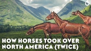 How Horses Took Over North America |Twice