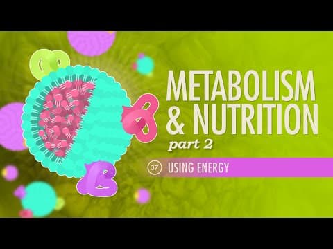 Metabolism & Nutrition, Part 2: Crash Course Anatomy & Physiology #37 - YouTube