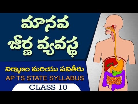 Manava JEERNA Vyavastha Nirmanam Panitheeru  -  HUMAN DIGESTIVE SYSTEM in telulgu  - 10th biology telugu