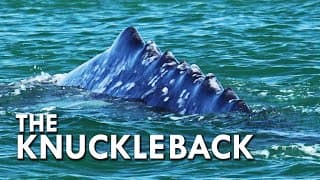 Grey Whale |The Knuckle Back Whale