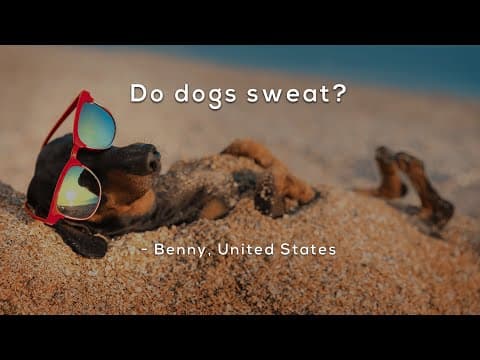 Do dogs sweat