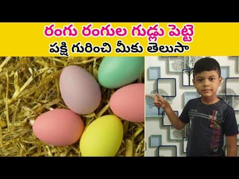 రంగు రంగుల గుడ్లు - intresting facts - eester bird - పక్షి - telugu education videos