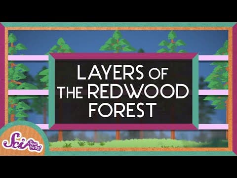 The Layers of the Redwood Forest | Explore the Redwoods | SciShow Kids