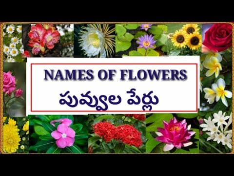 Names of flowers in telugu and english with images - పువ్వులు - వాటి పేర్లు