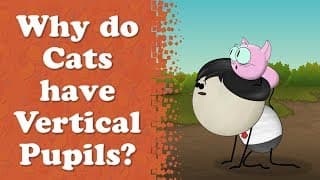 Why do Cats have Vertical Pupils more videos |aumsum kids education