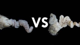 The Explosive Life of the Duck