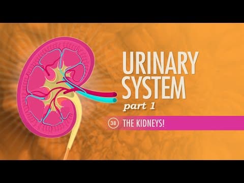 Urinary System, Part 1: Crash Course Anatomy & Physiology #38 - YouTube