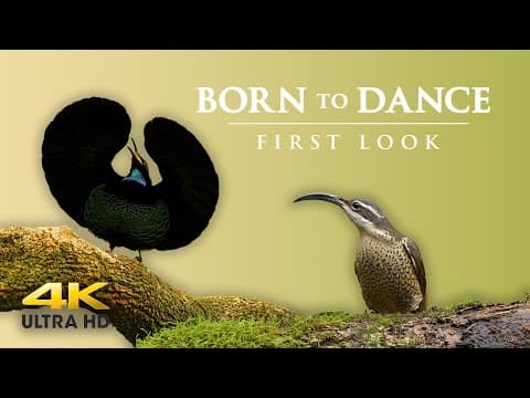 The Secret Life of the Paradise Riflebird /Born To Dance