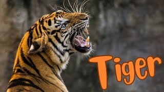 Roaring Majesty The Lives of Tigers