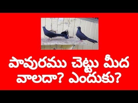 Why do pigeons not sit on trees?