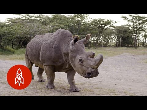 Guarding the Last Three Northern White Rhinos