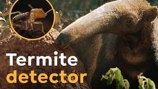 Giant Anteaters are Termite Detectors I Wild to Know