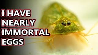 Tadpole Shrimp facts| aka triops facts