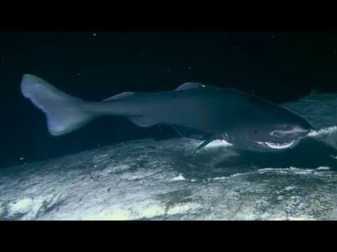 Sharks Feasting On A Whale Carcass - Blue Planet
