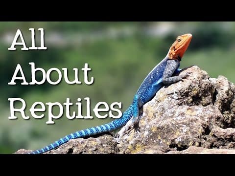All about reptiles - what makes it a reptile