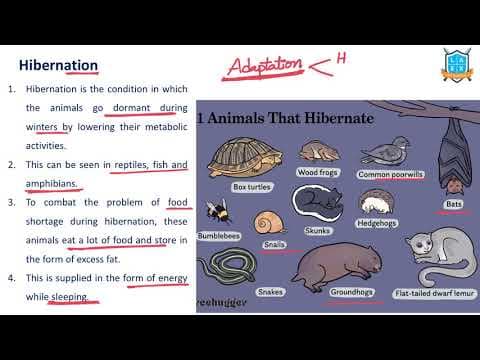 What is Hibernation ? || Hibernation అంటే ఏమిటి?