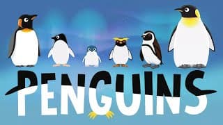 Penguins for Kids: Penguins for Kids: Interesting Facts - Different Types of Penguins