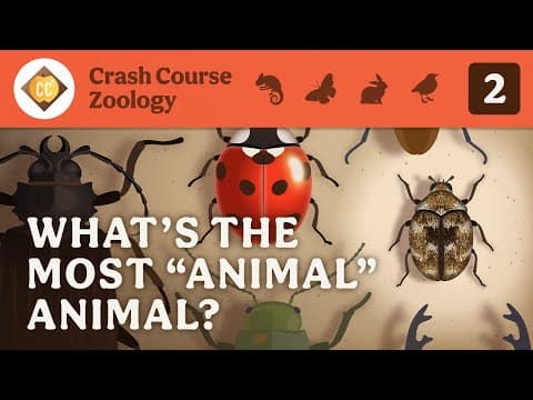 Whats the Most Animal Animal? Crash Course Zoology