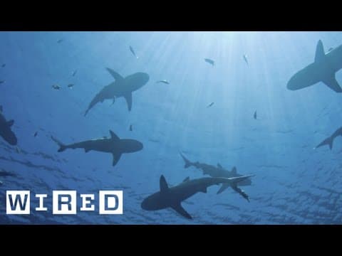 Using Shark Skin to Fight Against Bacteria | Think Like a Tree
