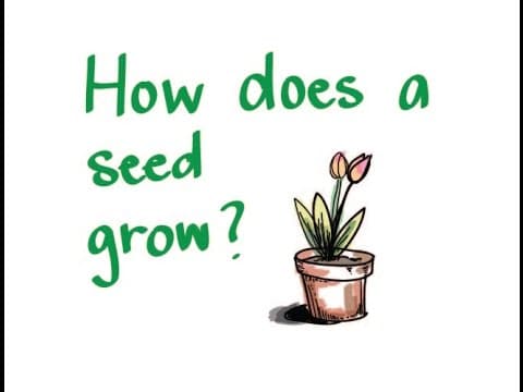How does a seed grow?