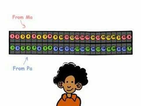 Genetics : Where do your genes come from?