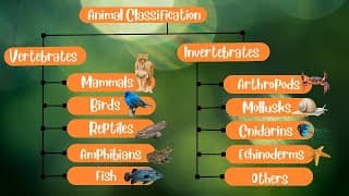 Animal Classification Vertebrates and Invertebrates