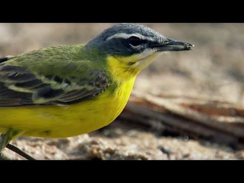 Swallows Searching for Water in the Deadly Sahara Desert |Africa | BBC Earth - YouTube