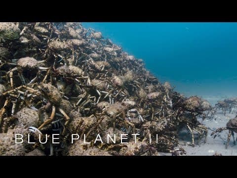 An army of spider crabs shed their shells
