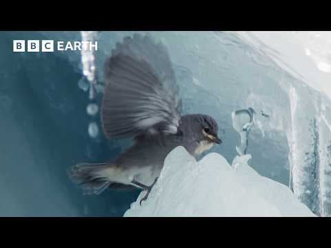 Rare footage of glacier finches nesting in the Peruvian Andes