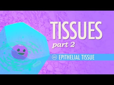 Tissues, Part 2 - Epithelial Tissue: Crash Course Anatomy & Physiology #3 - YouTube