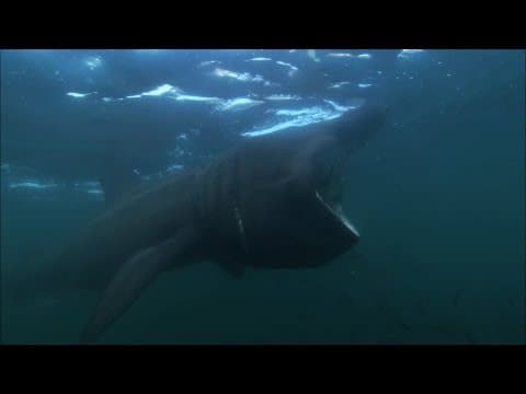 Basking Sharks - Hebrides: Islands on the Edge - Episode 4 Preview - BBC - YouTube