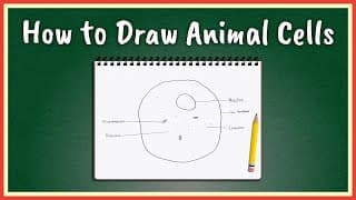 How to Draw Animal Cells
