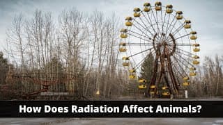 How Does Radiation Affect Animals