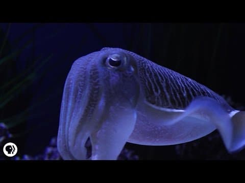 Cuttlefish: Disco Camouflage Chameleons of the Sea