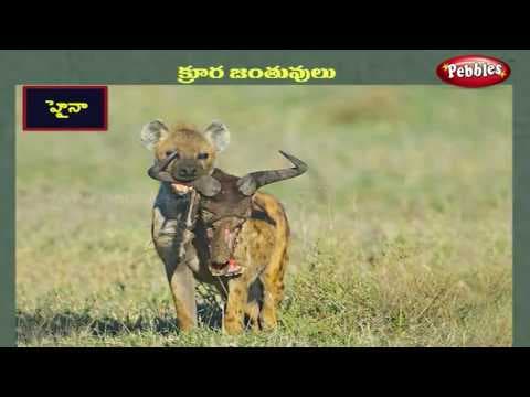 Animals learning video